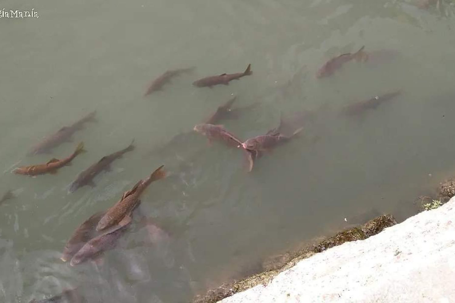 O peixe que muda lagos sem fazer barulho