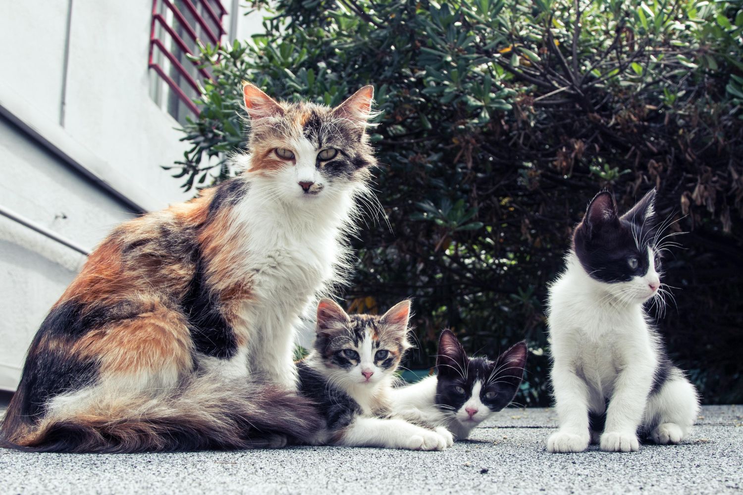 O que os gatos sentem quando ninguém está olhando