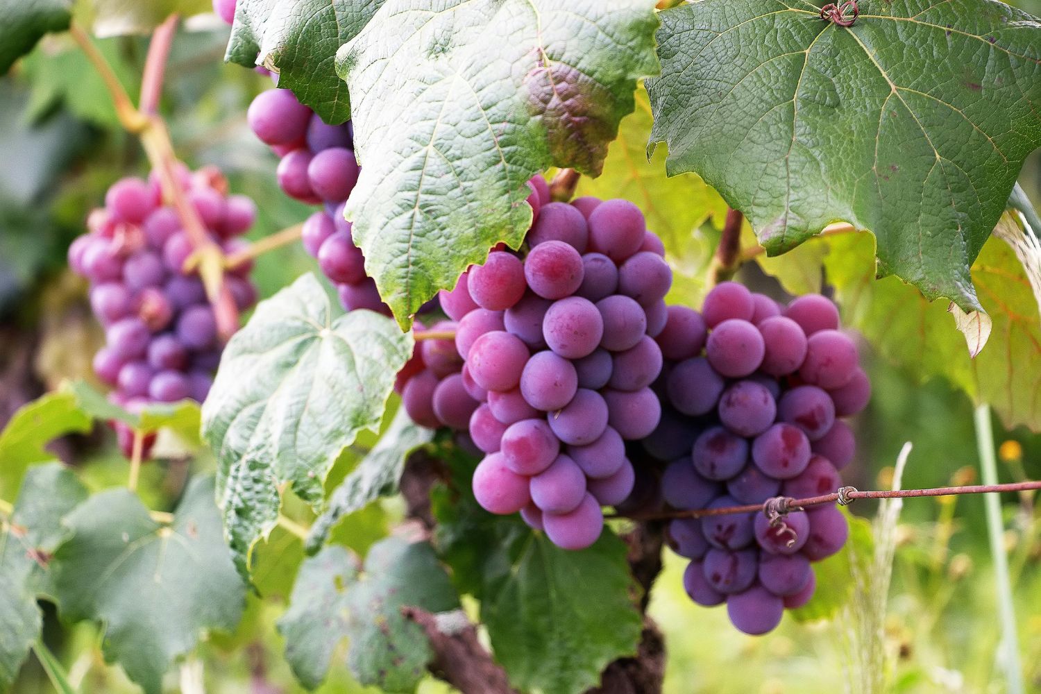 O violeta: a cor que a natureza quase não consegue criar