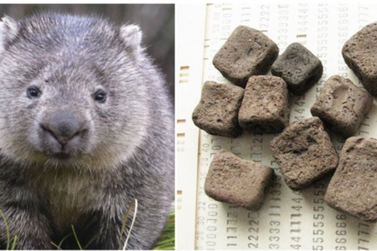 O animal que faz cocô quadrado e intriga a ciência