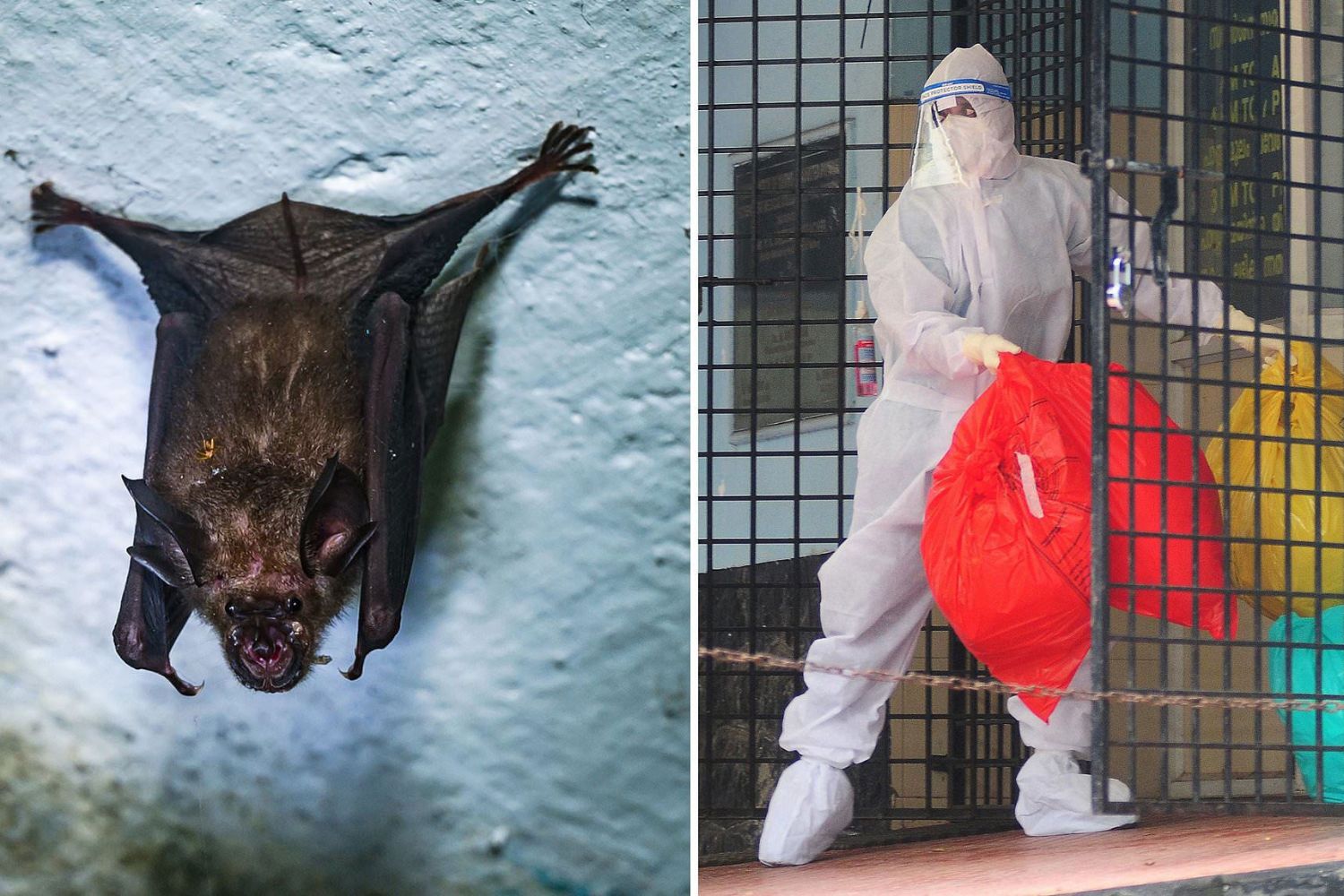 Virus Nipah acende alertas máximos na Índia e preocupa autoridades de saúde