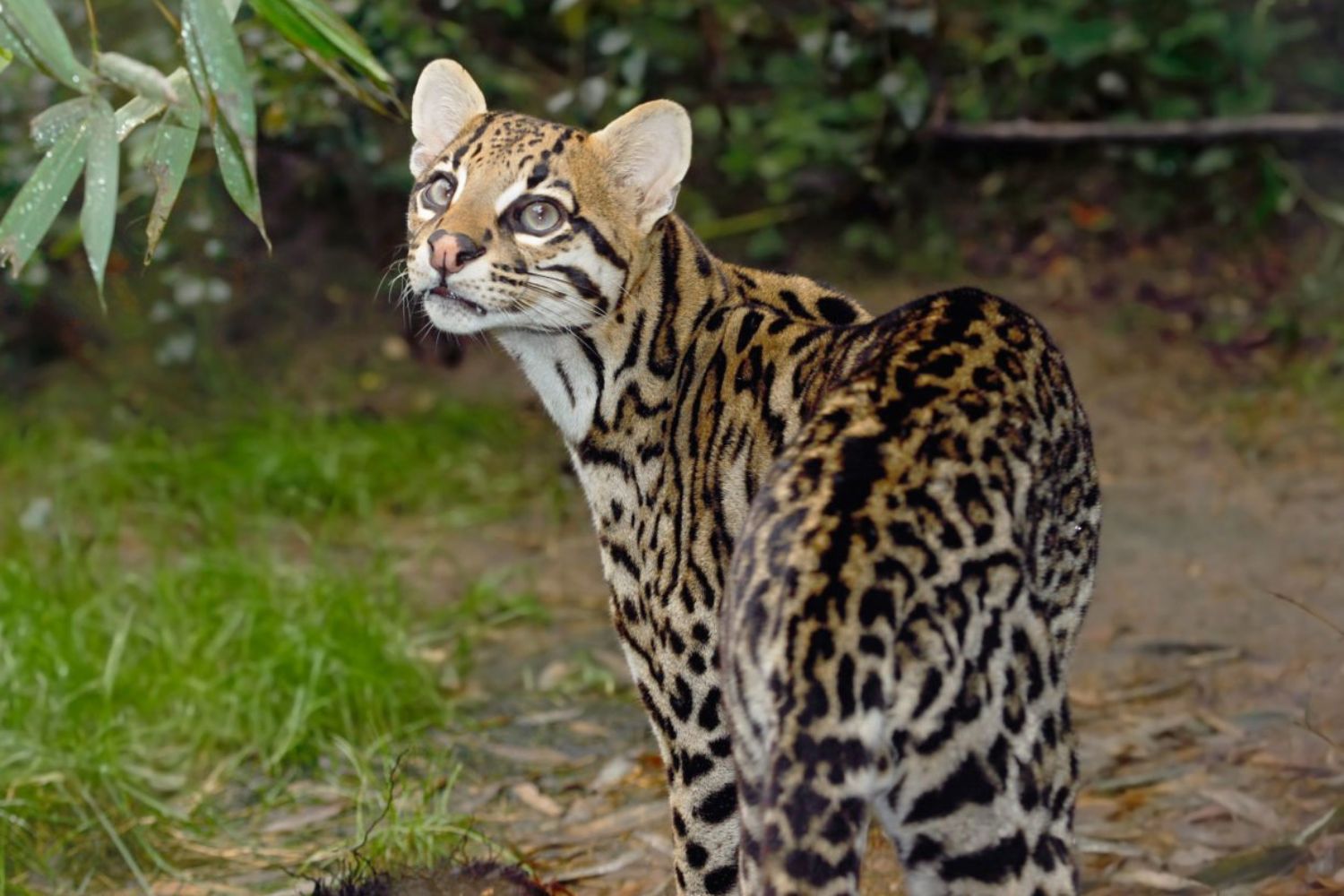 O processo quase invisível que está apagando espécies nos Estados Unidos