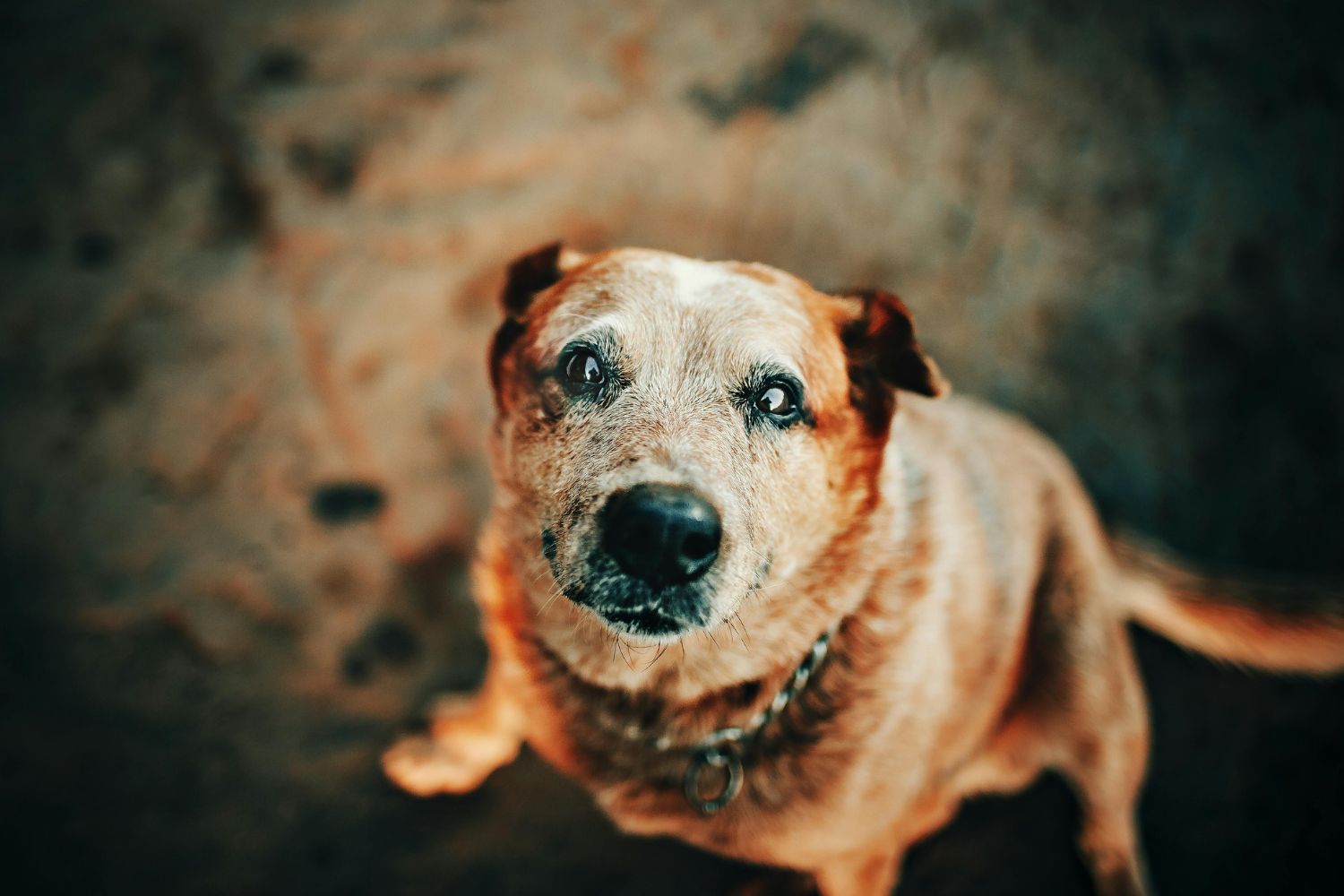 O detalhe ignorado que faz toda a diferença para pets idosos