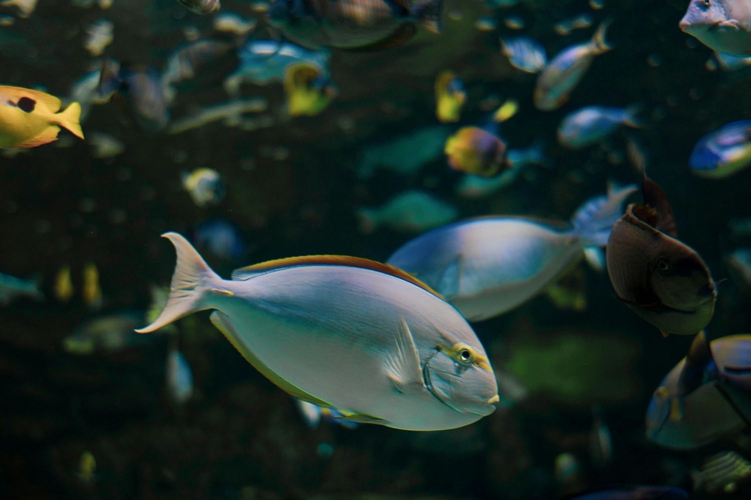 A extinção que redesenhou os oceanos e abriu caminho para os peixes modernos
