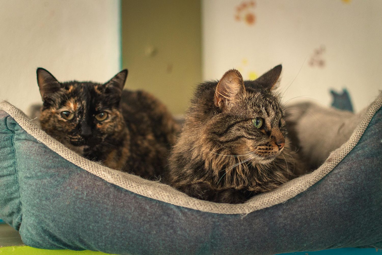 O segredo por trás da longevidade dos gatos — e como fazer o seu viver mais