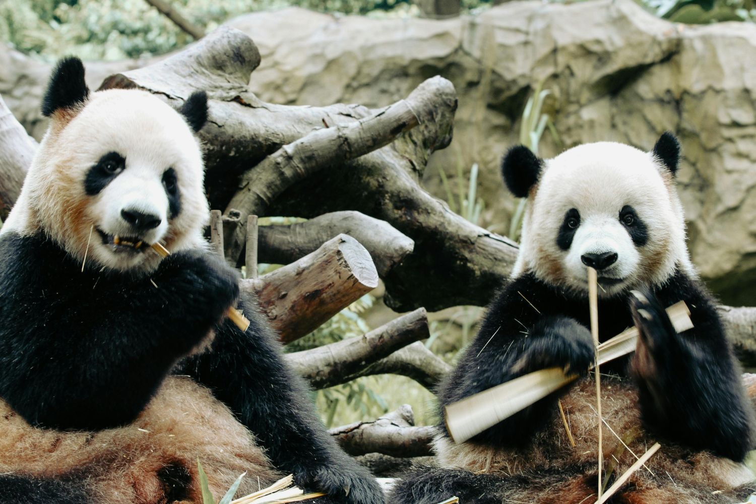 O panda saiu do perigo de extinção — Como a China fez?