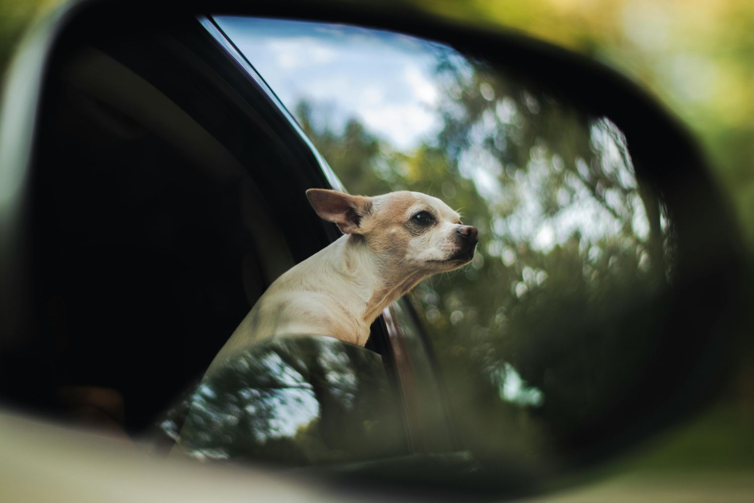Vai de férias com pets? Veja as dicas