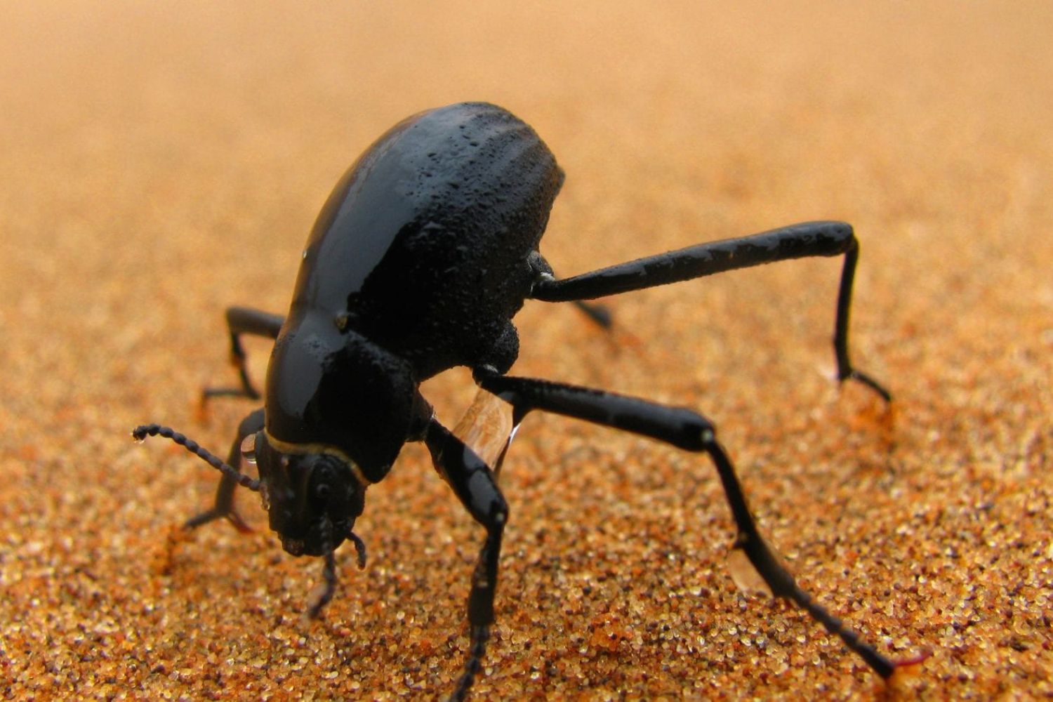No deserto mais hostil, um inseto revela um truque inesperado: quanto mais se move, mais esfria.