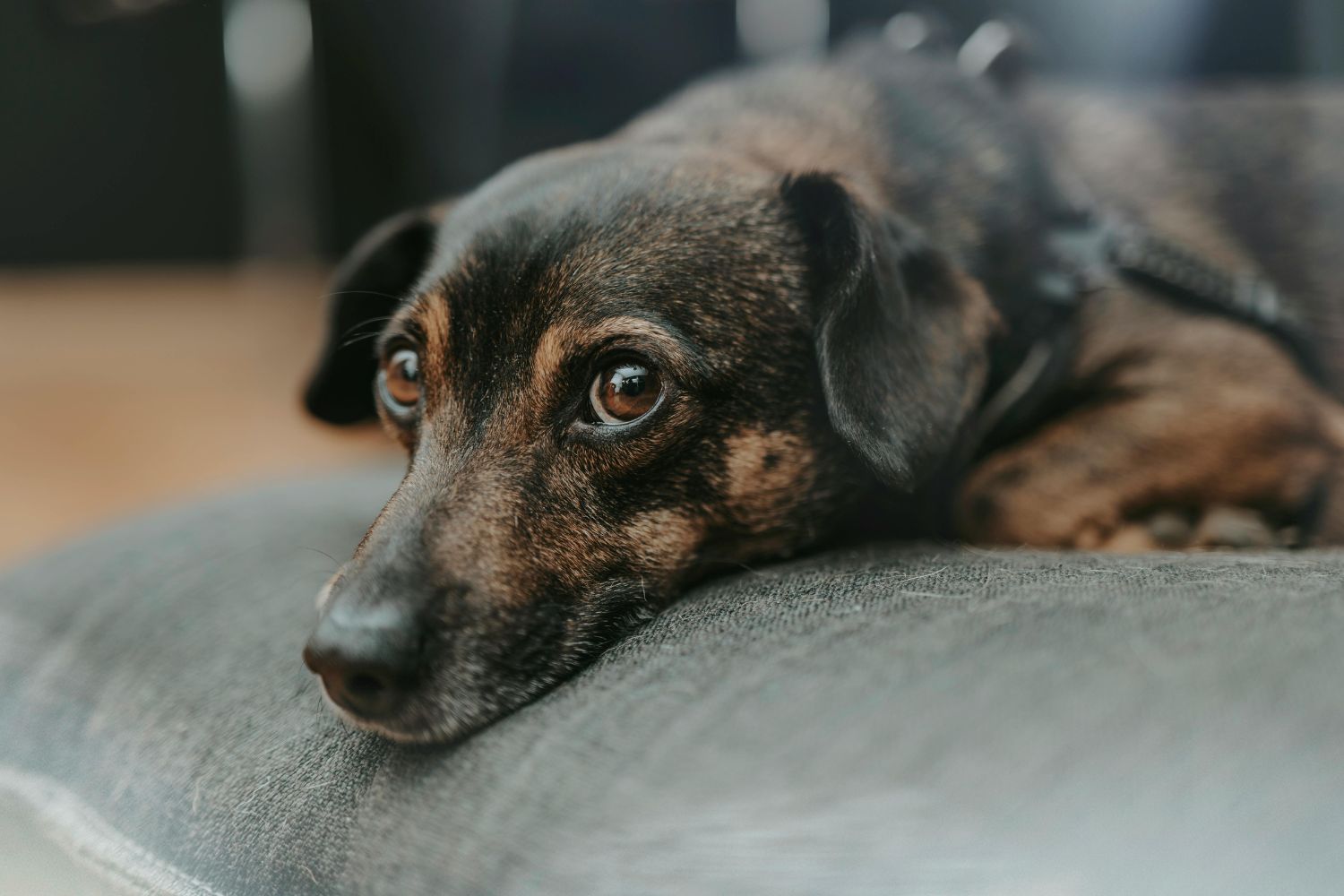 O detalhe ignorado que faz toda a diferença para pets idosos