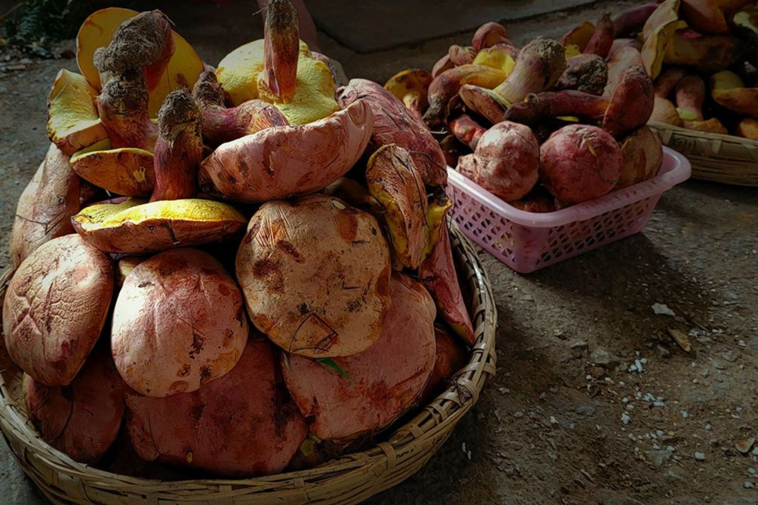 O cogumelo que faz pessoas verem “pessoinhas” e intriga cientistas no mundo todo