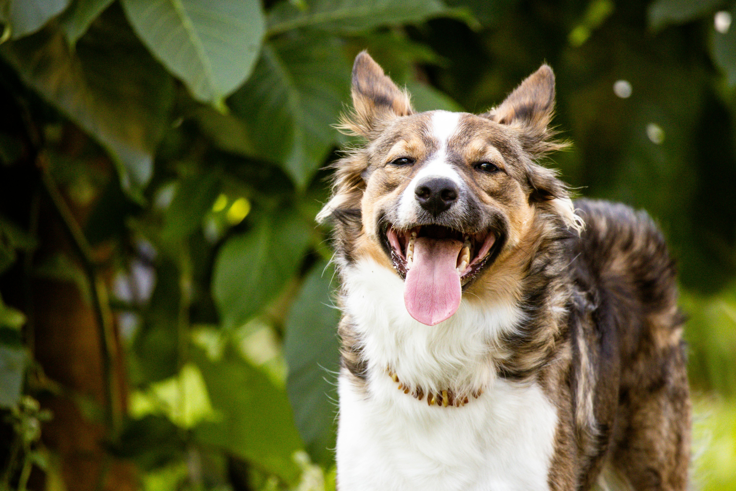Convulsão Canina