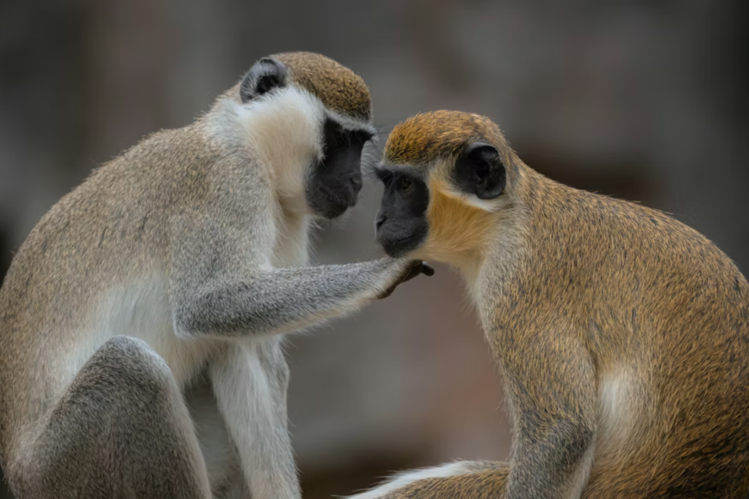 Monos Besandose Macacos