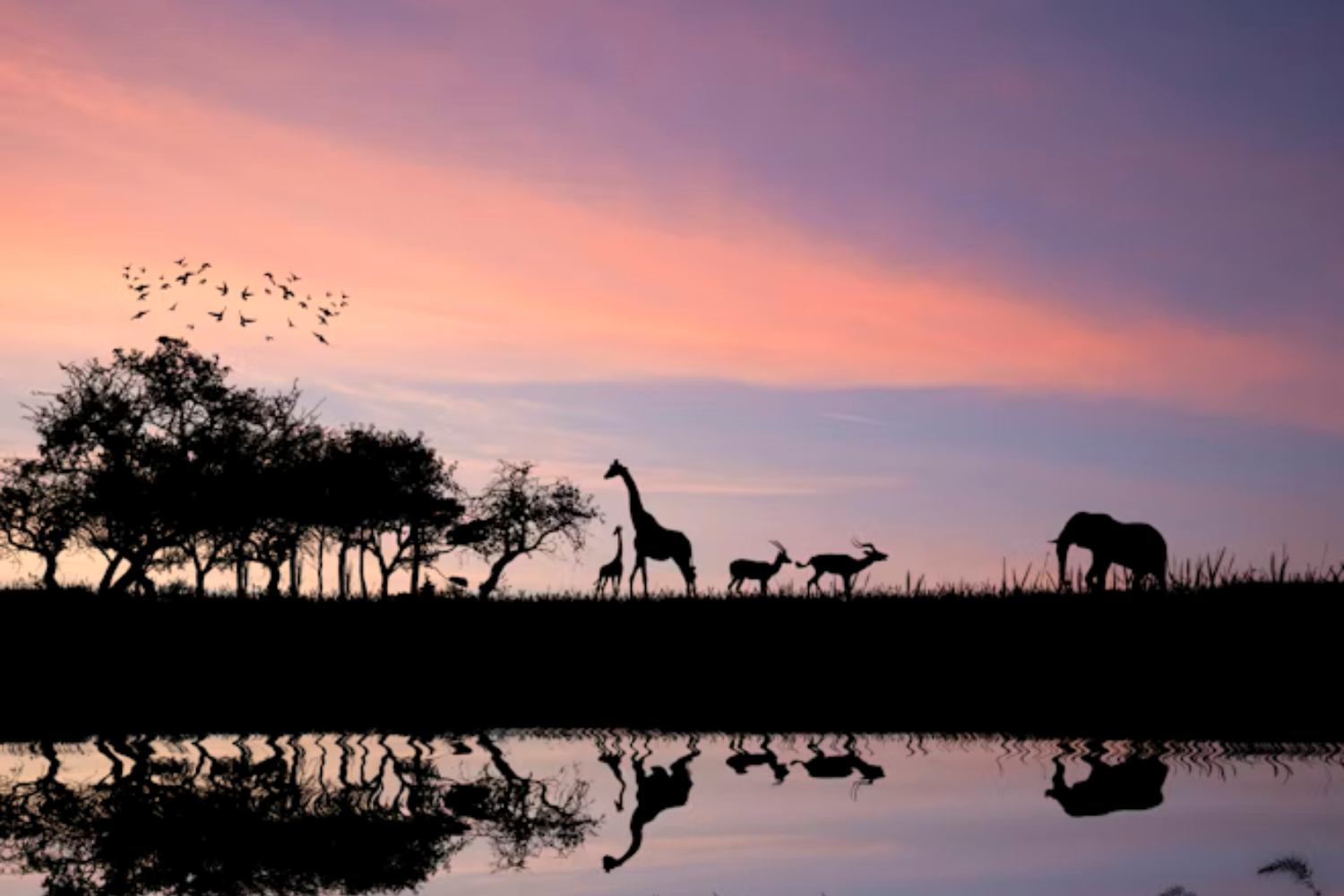 Safari Africa