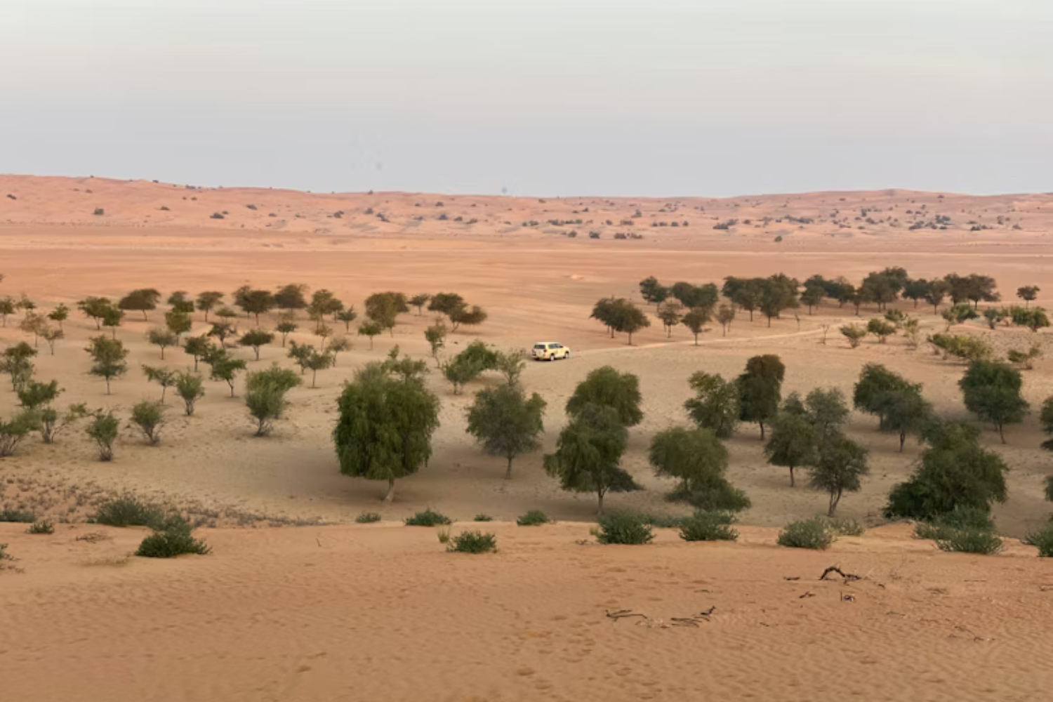 Los Efectos Del Plan De China Para Restaurar El Desierto