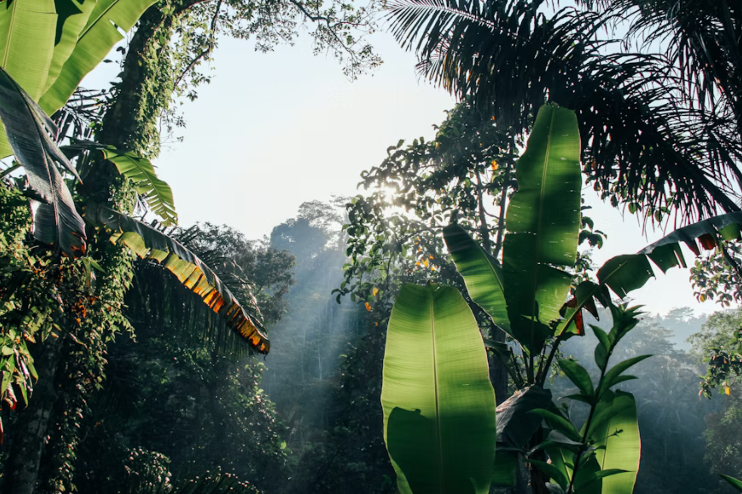 Selva Amazonica