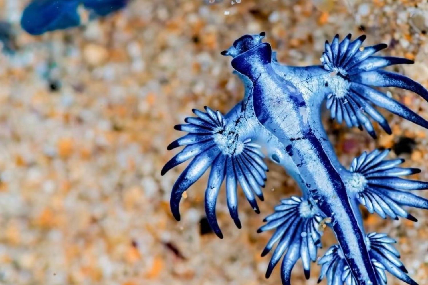 Criaturas reais que parecem ficção científica e vivem no nosso planeta