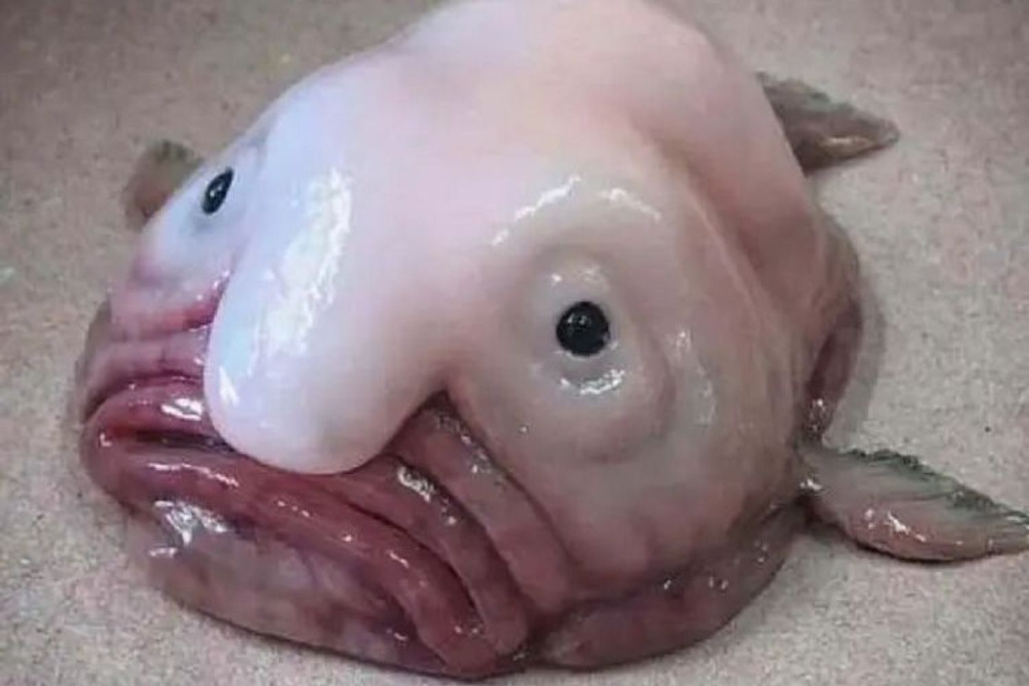 Criaturas reais que parecem ficção científica e vivem no nosso planeta