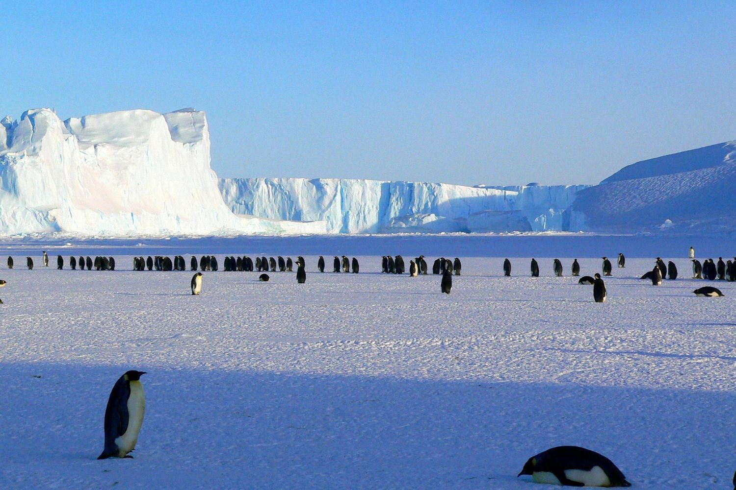 Você trocaria sua rotina por gelo e isolamento extremo? A Antártida está contratando