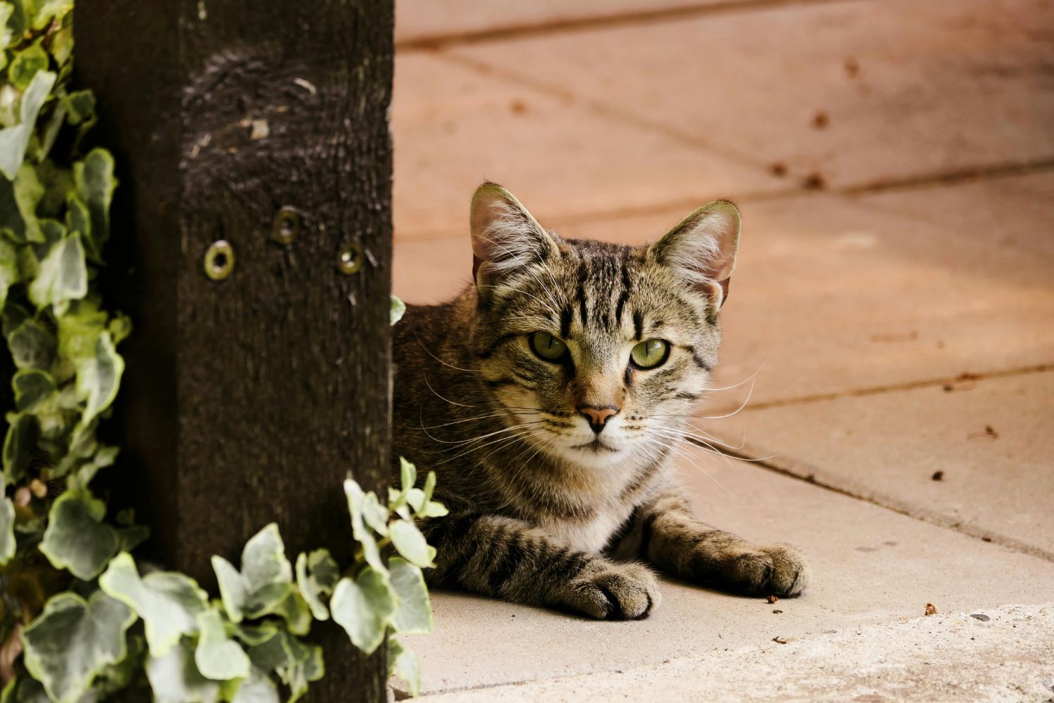 No Dia Mundial do Gato, veja curiosidades surpreendentes sobre os felinos