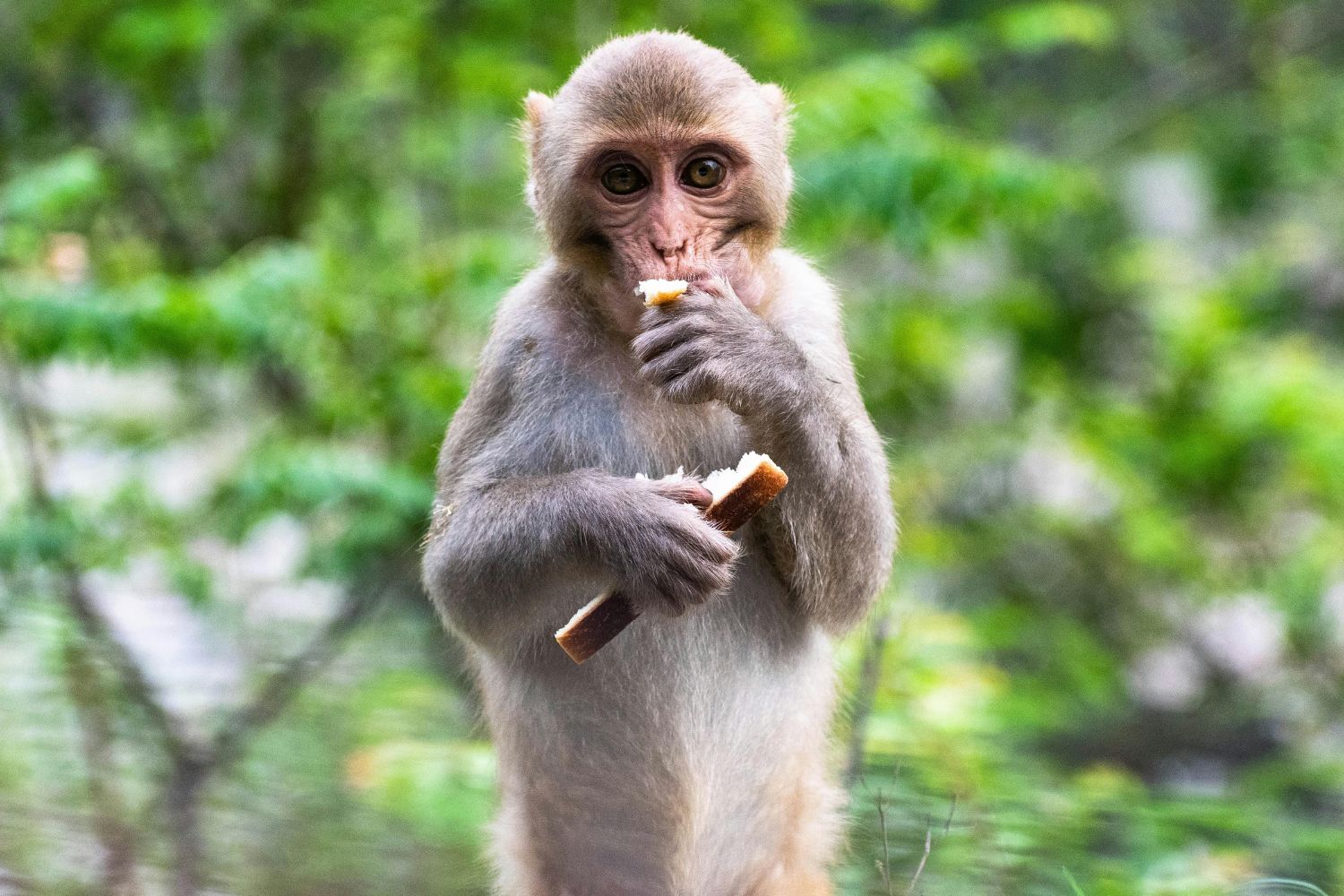 Pesquisa confirma que chimpanzés ingerem álcool naturalmente na Floresta