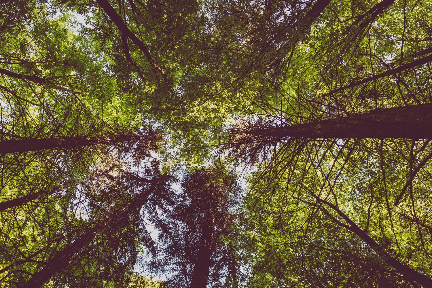 A “floresta invertida” do Brasil está desaparecendo e o impacto pode ser enorme
