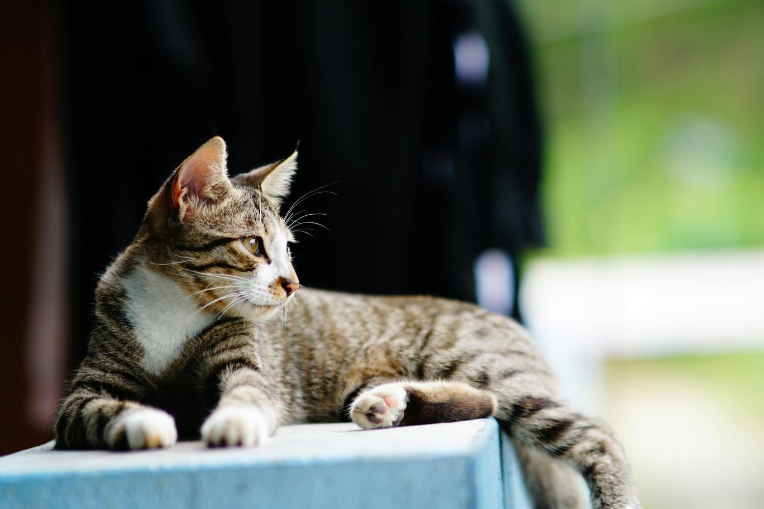 No Dia Mundial do Gato, veja curiosidades surpreendentes sobre os felinos