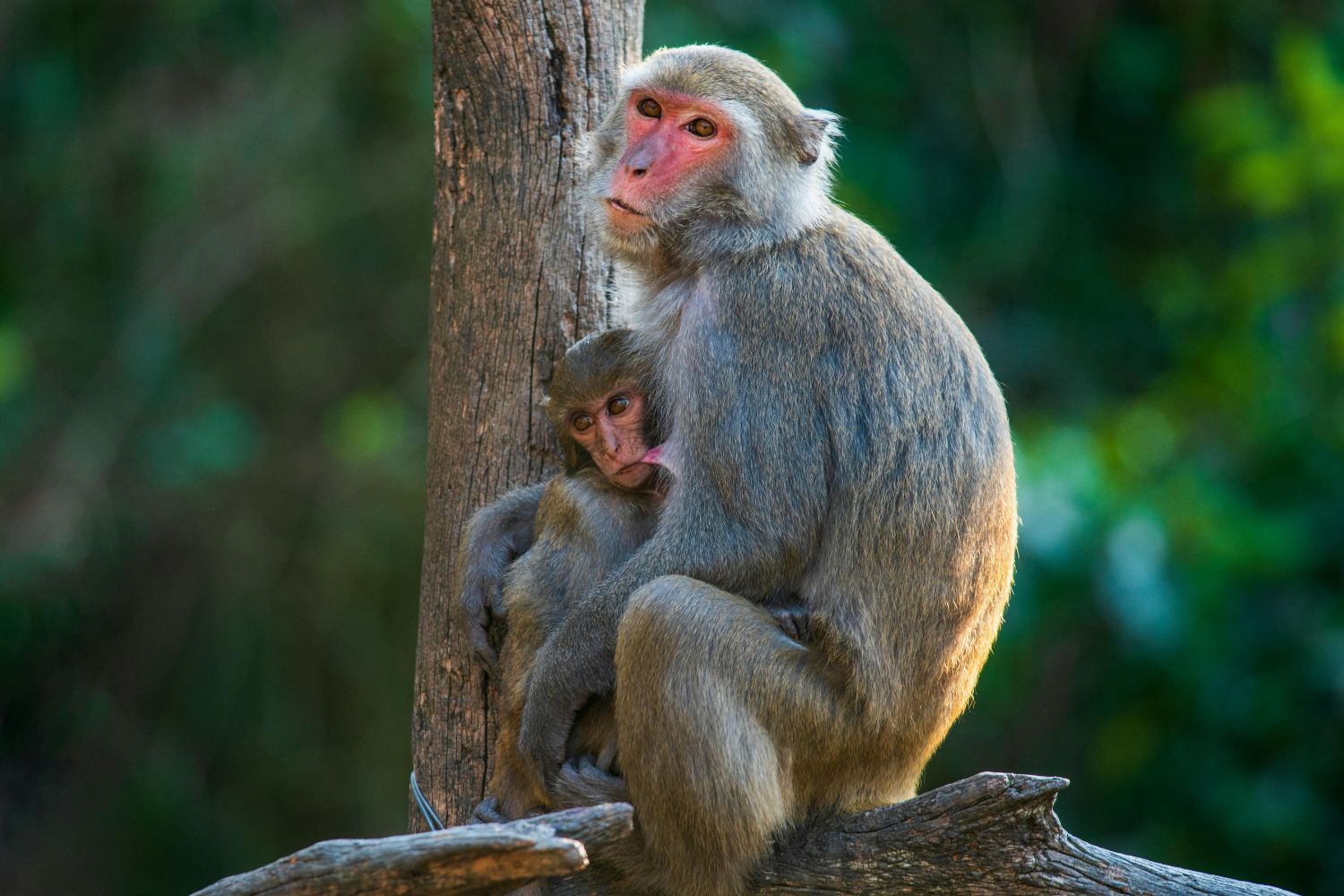 Pesquisa confirma que chimpanzés ingerem álcool naturalmente na Floresta