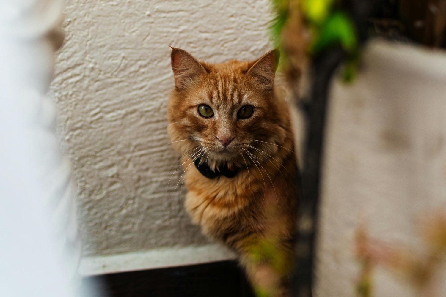 No Dia Mundial do Gato, veja curiosidades surpreendentes sobre os felinos
