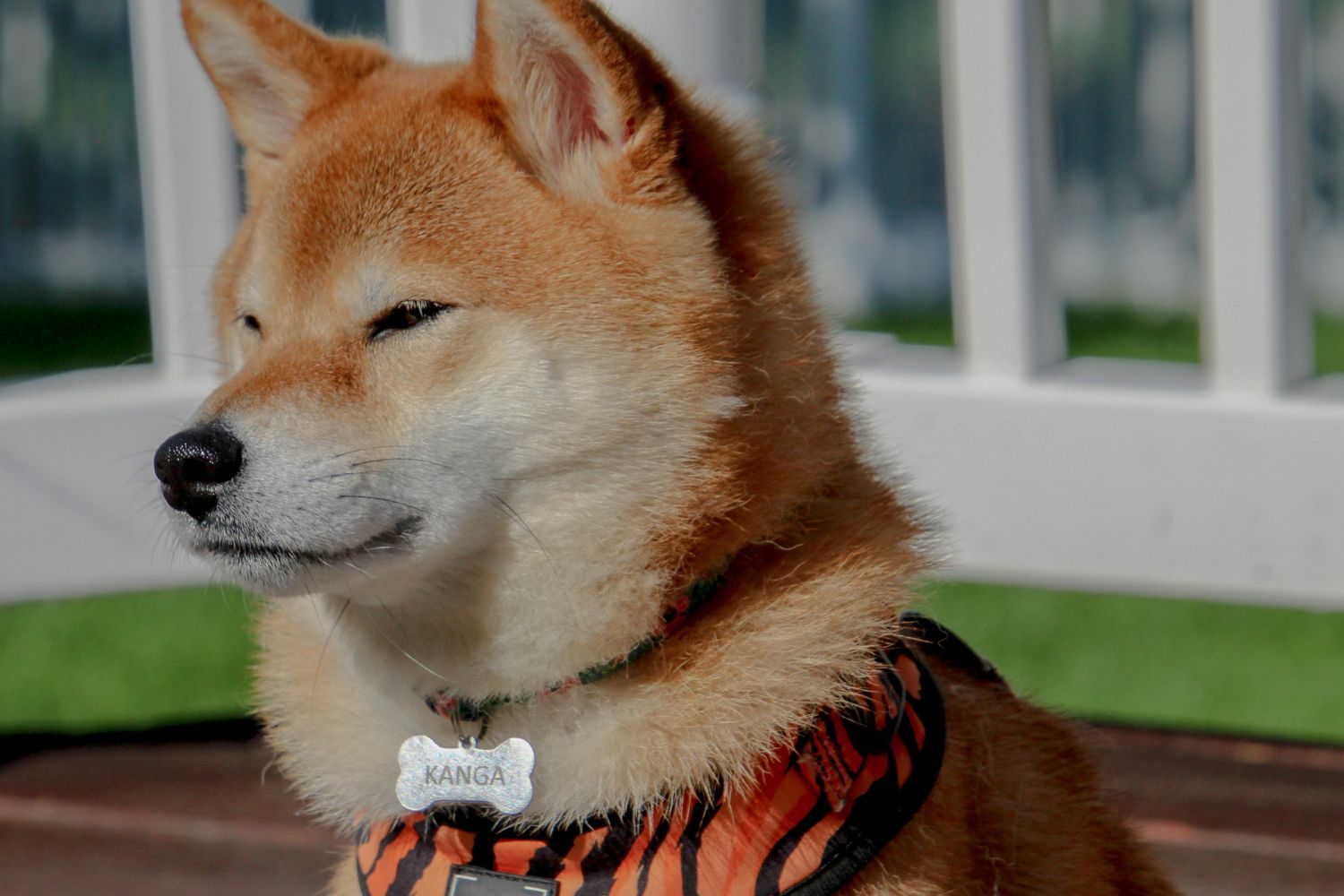 O cachorro late igual no mundo todo — mas o som muda completamente quando vira palavra