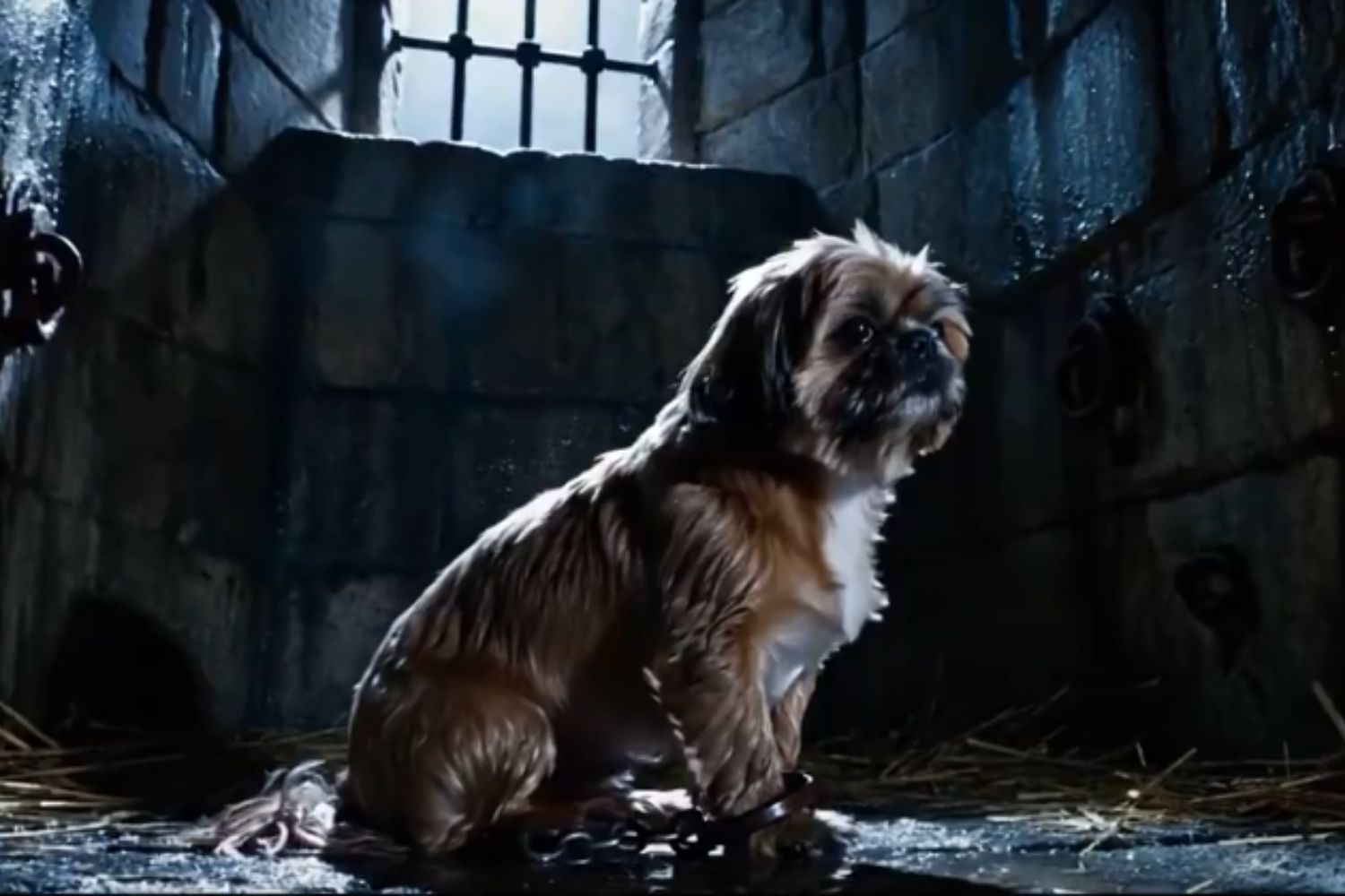 Os dramas de pets feitos por IA que estão viciando milhões — e rendendo fortunas