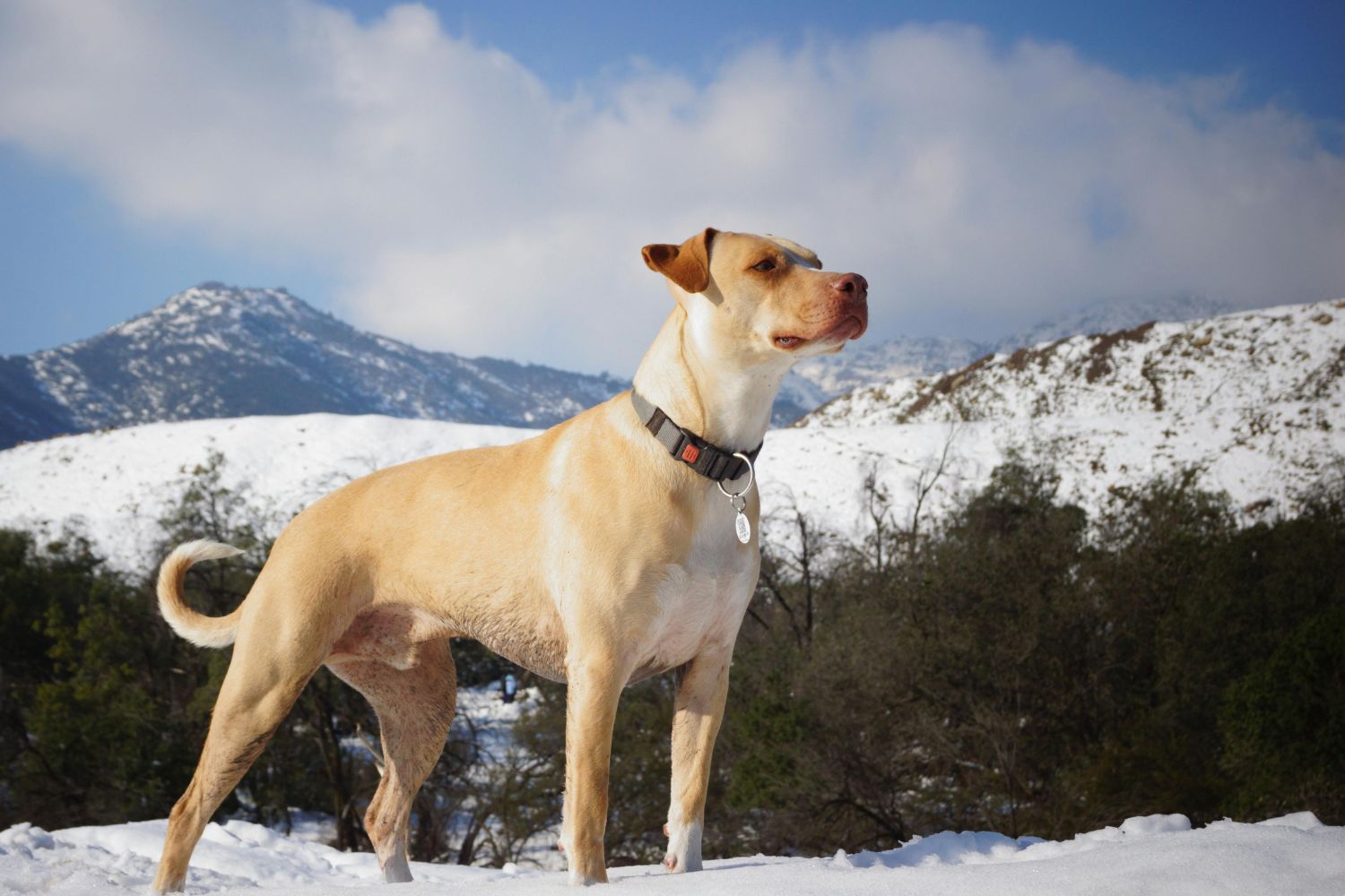 O cachorro late igual no mundo todo — mas o som muda completamente quando vira palavra