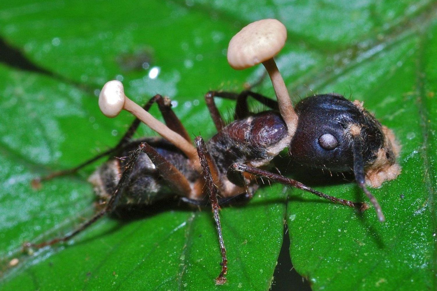 O fungo descoberto no Brasil que lembra histórias de zumbis — e surpreendeu cientistas do mundo todo