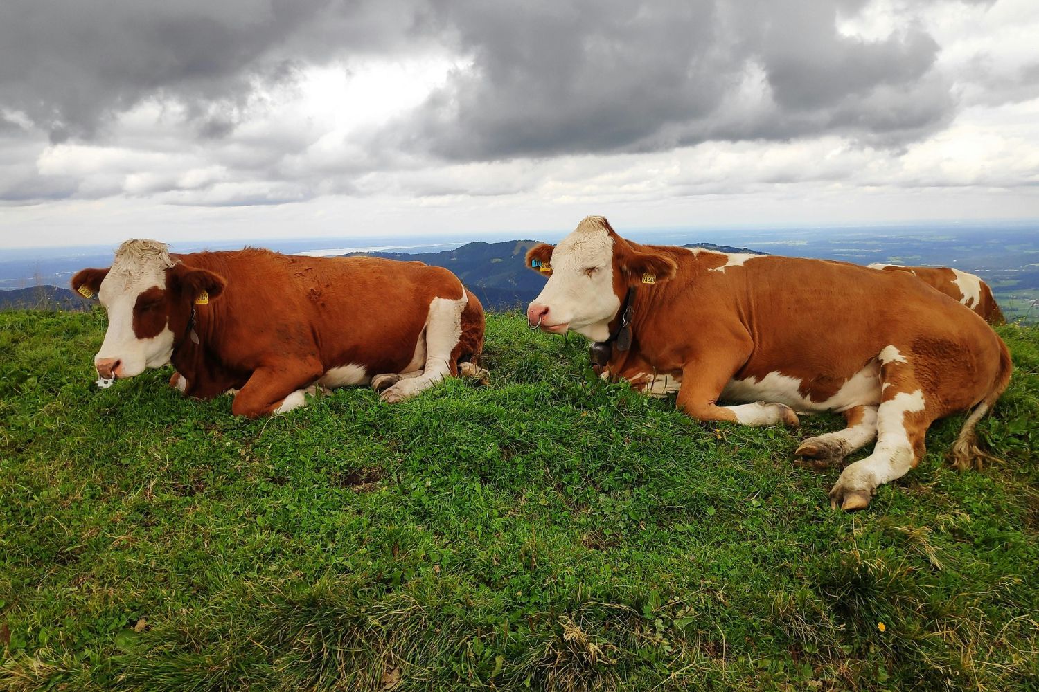 Fazenda famosa nas redes para de vender leite cru após questionamentos