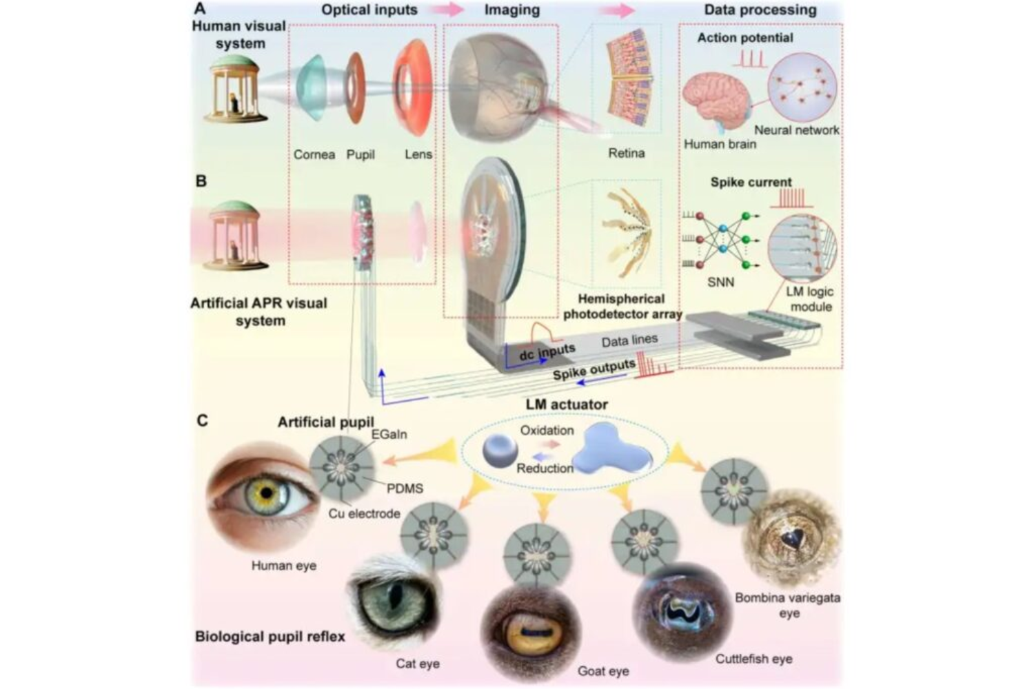 Visão Artificial Com Pupila De Metal Líquido1