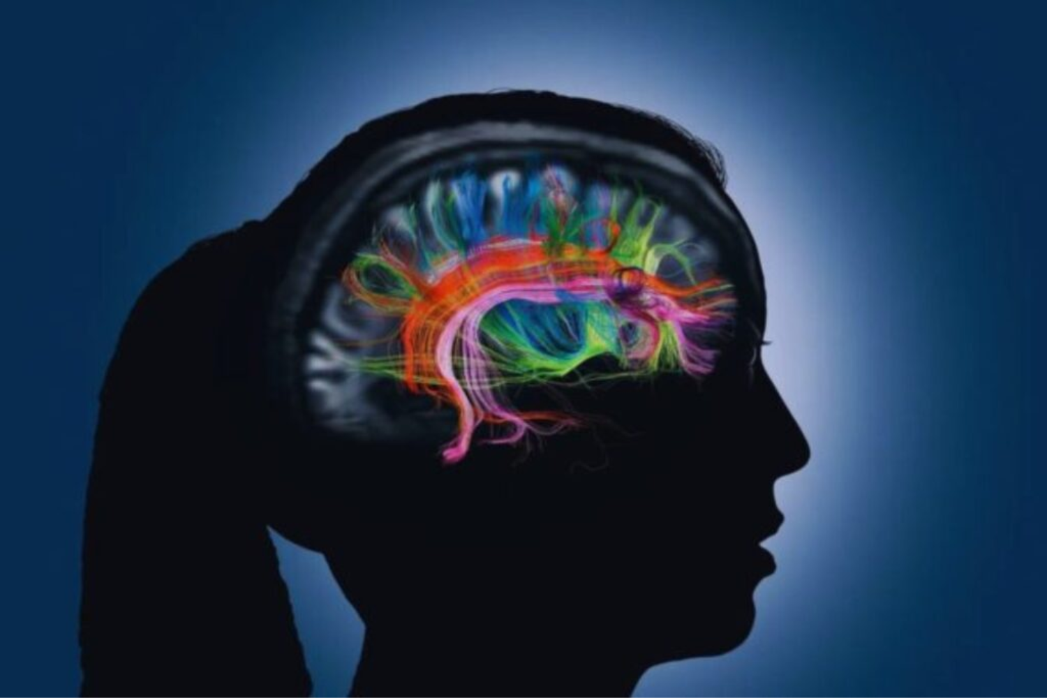 Sistema Imunológico2