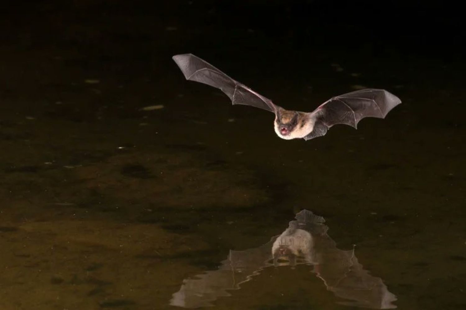 O “vampiro” que viveu na América do Sul e desafia explicações