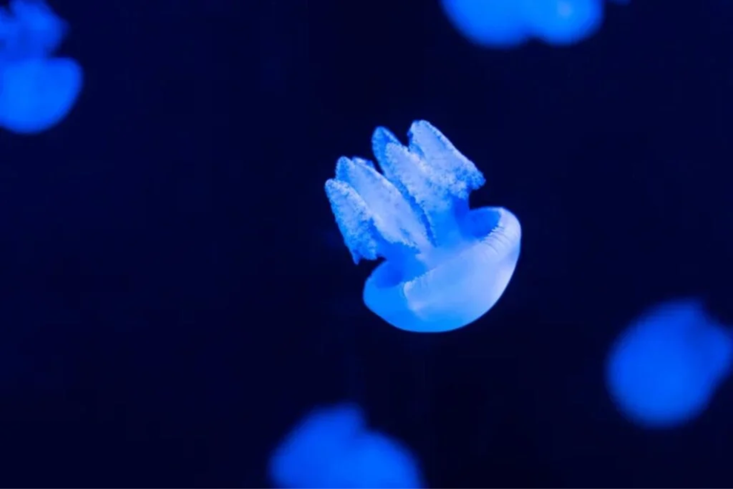 Medusas No Espaço1