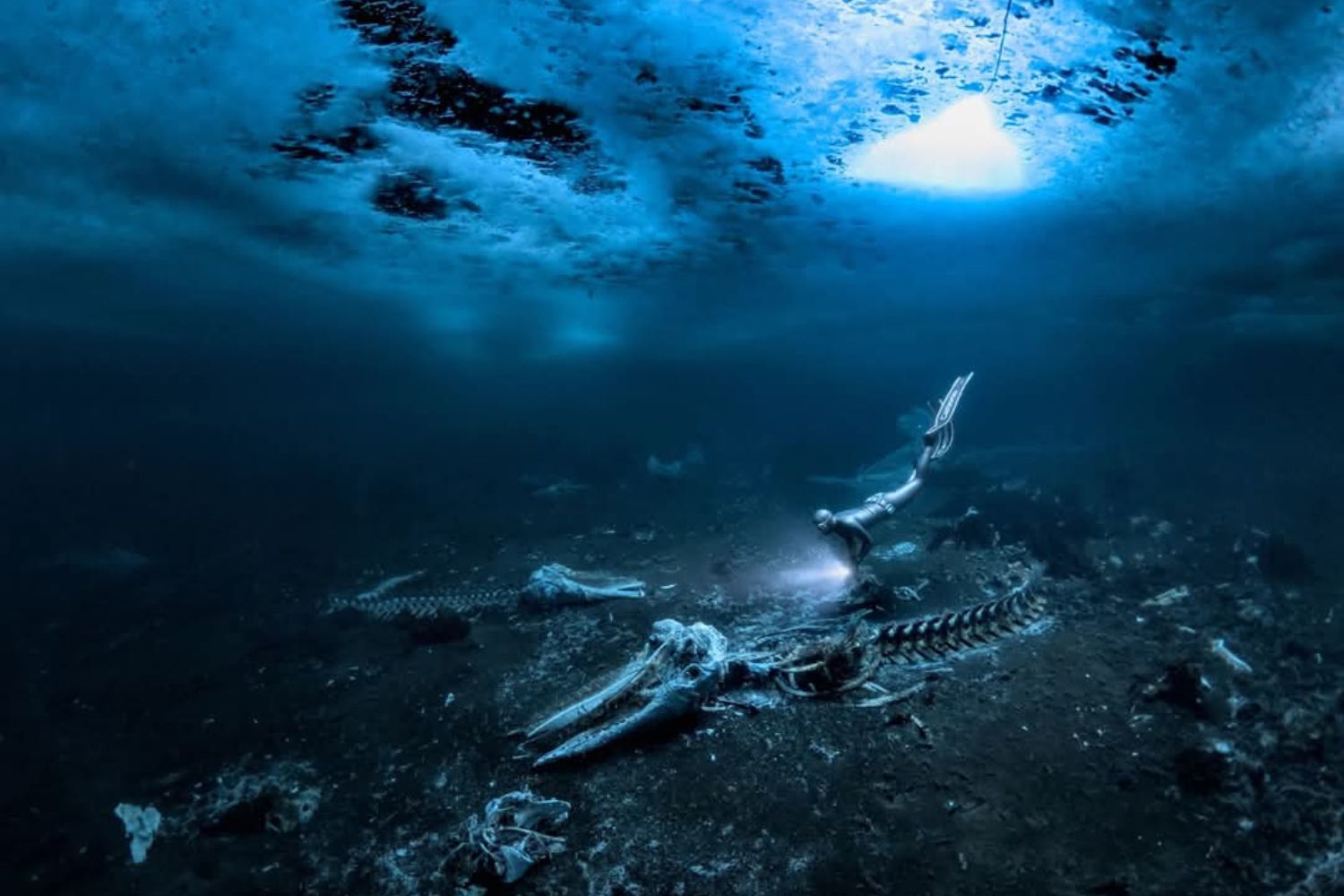 Um “cemitério” de baleias sob o gelo revela um segredo que sustenta a vida no oceano