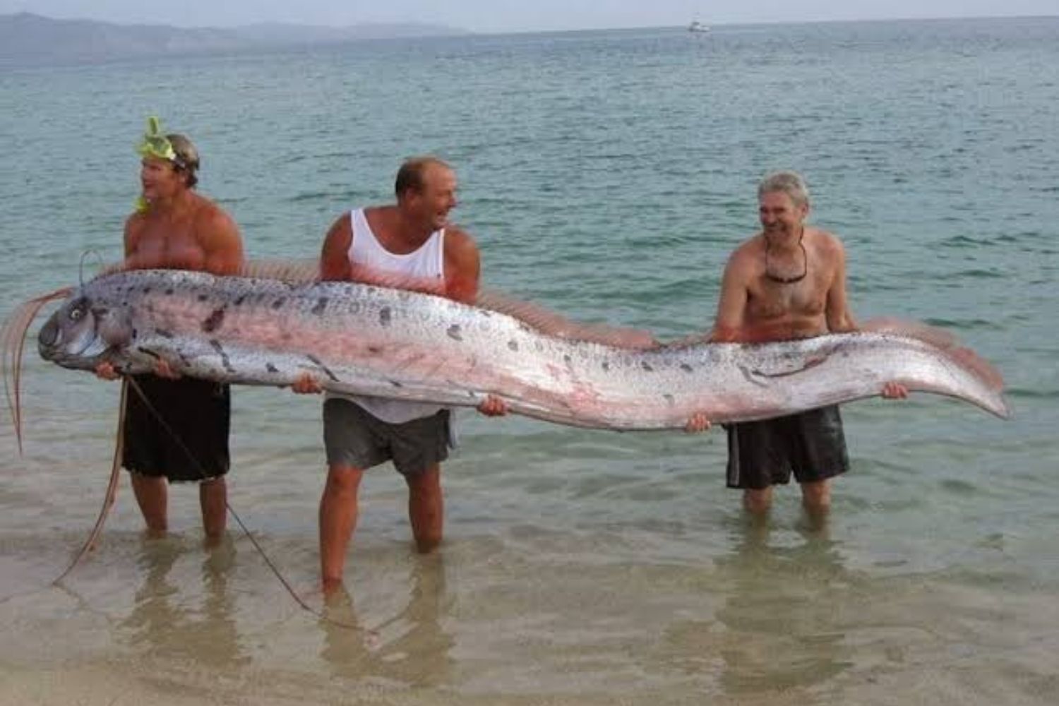 Ele vive nas profundezas, mas quando aparece pode ser um alerta: o mistério do “peixe do fim do mundo”