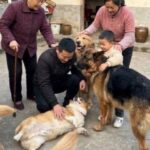 Vídeo viral de cães na China emociona, mas história compartilhada é falsa