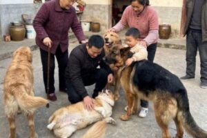 Vídeo viral de cães na China emociona, mas história compartilhada é falsa