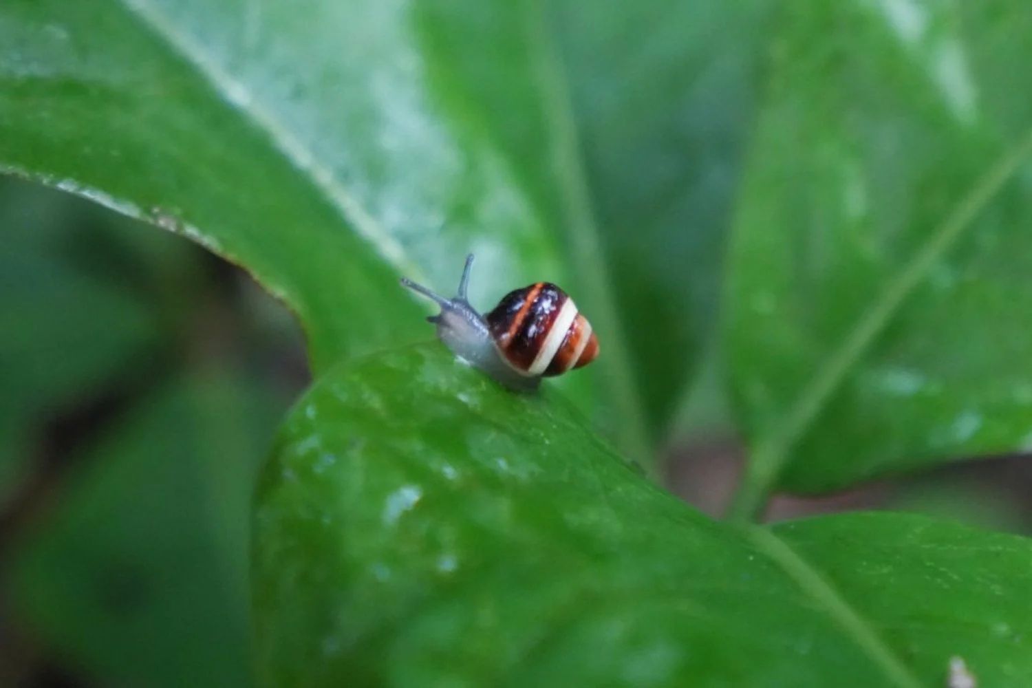 Um cientista guardou onze caracóis em 1991 para evitar o desaparecimento da espécie. Três décadas depois, mil deles estão voltando às florestas do Havaí