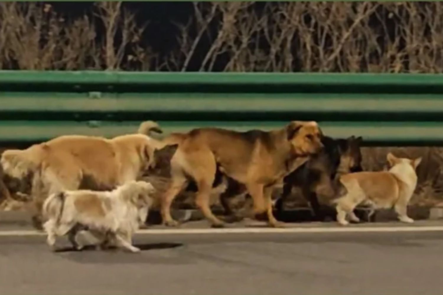 Vídeo viral de cães na China emociona, mas história compartilhada é falsa