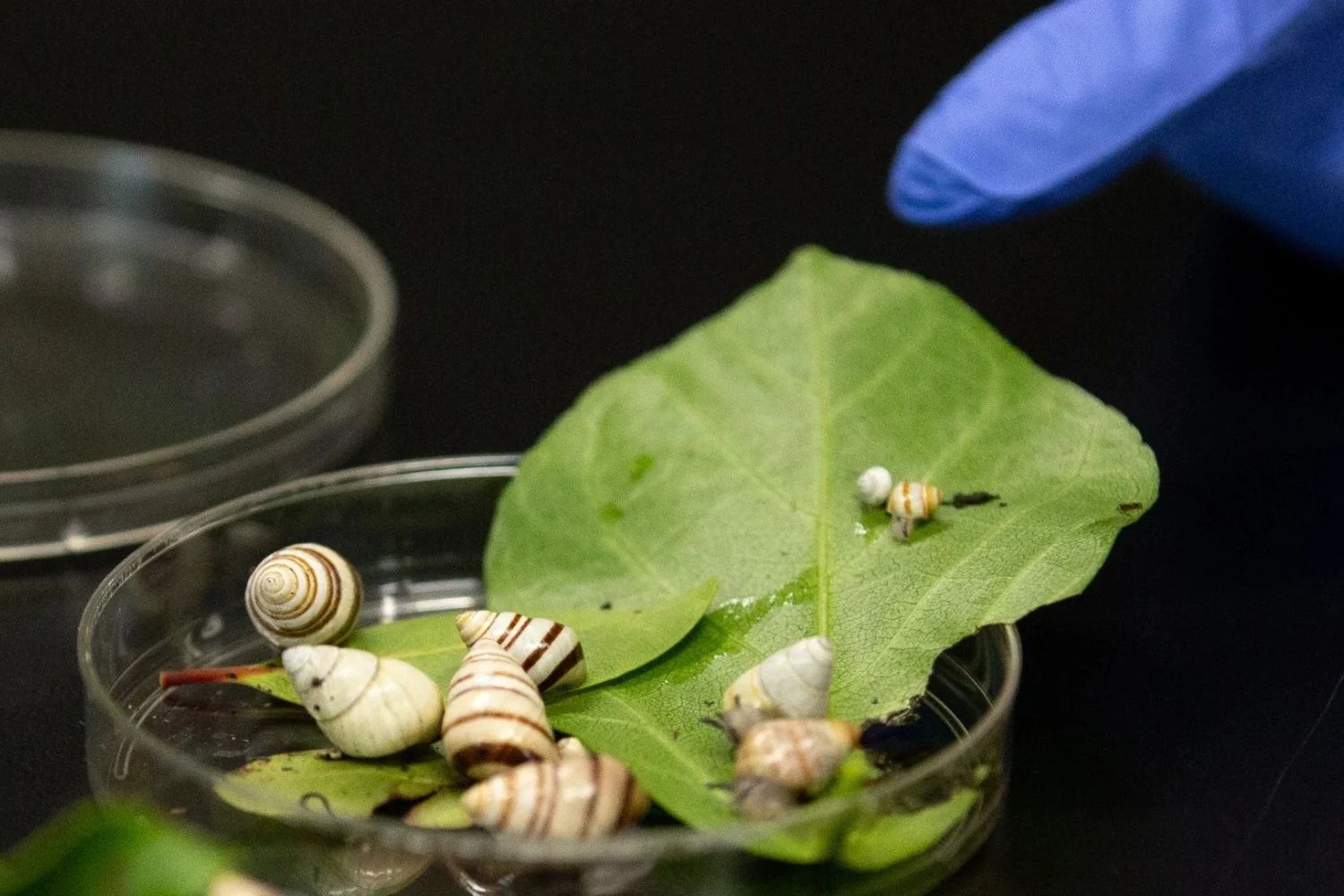 Um cientista guardou onze caracóis em 1991 para evitar o desaparecimento da espécie. Três décadas depois, mil deles estão voltando às florestas do Havaí