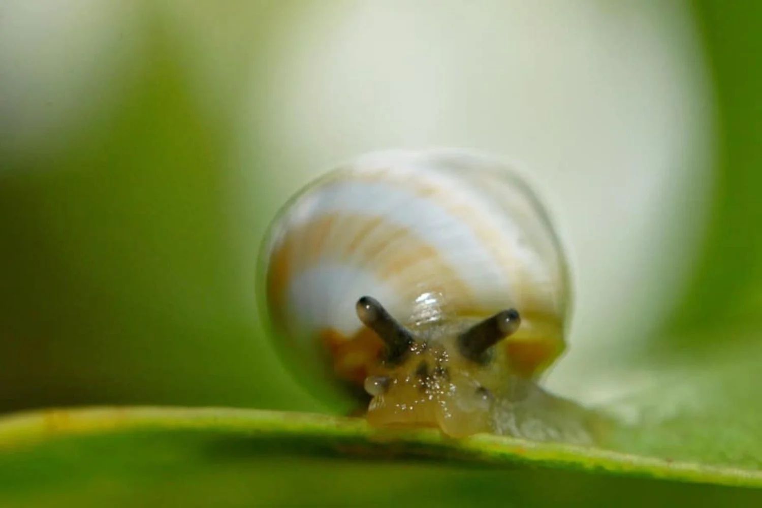 Um cientista guardou onze caracóis em 1991 para evitar o desaparecimento da espécie. Três décadas depois, mil deles estão voltando às florestas do Havaí