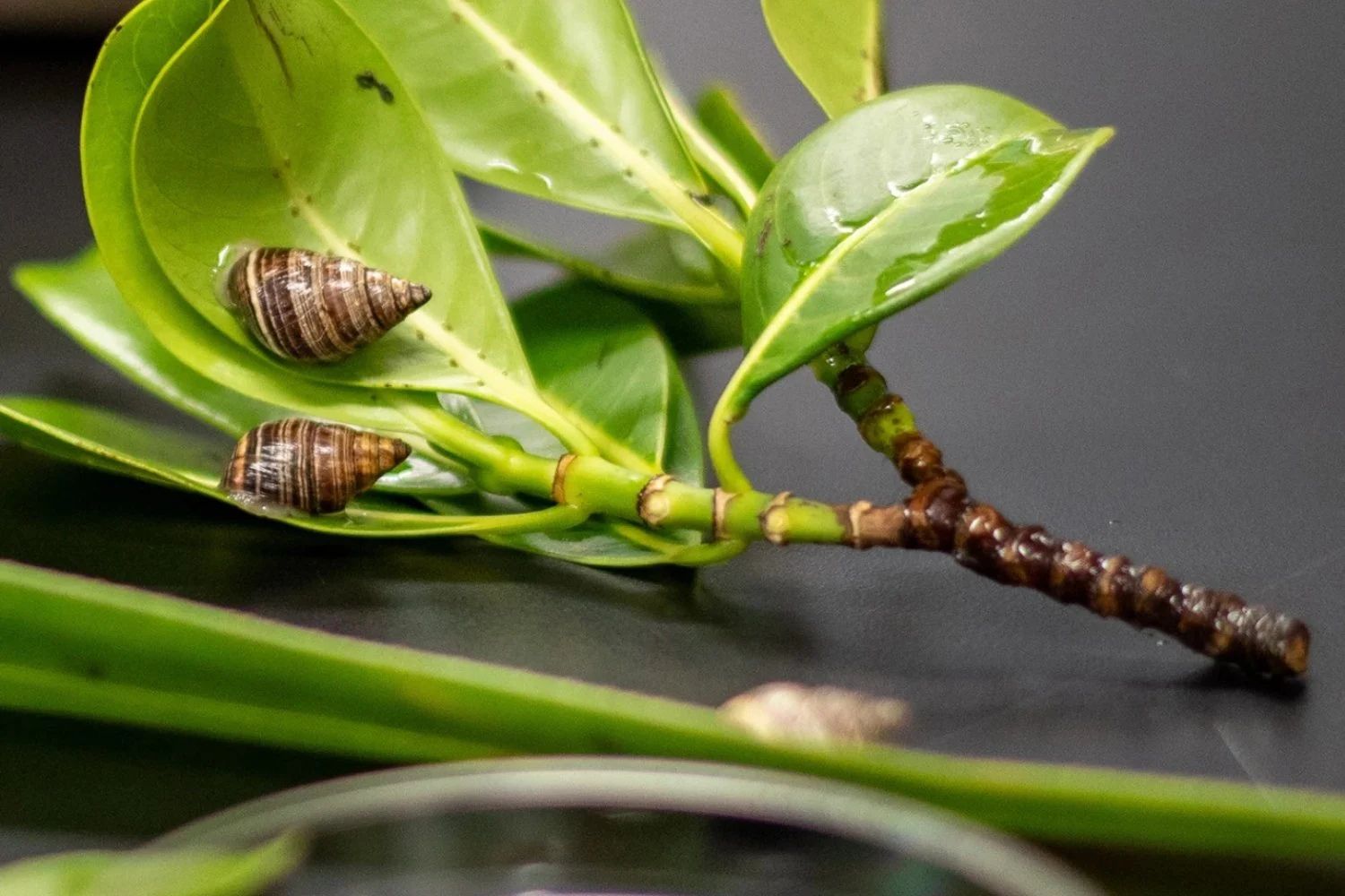 Um cientista guardou onze caracóis em 1991 para evitar o desaparecimento da espécie. Três décadas depois, mil deles estão voltando às florestas do Havaí