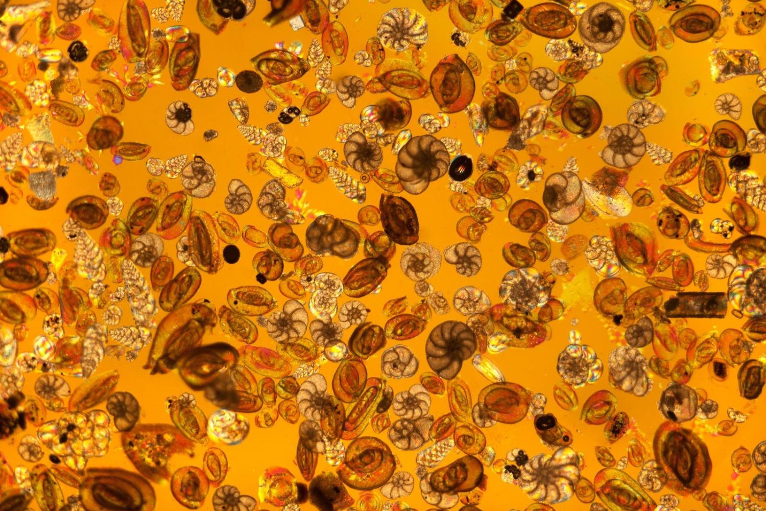 Esses organismos unicelulares gigantes parecem criaturas de outro planeta, mas vivem nas profundezas do oceano