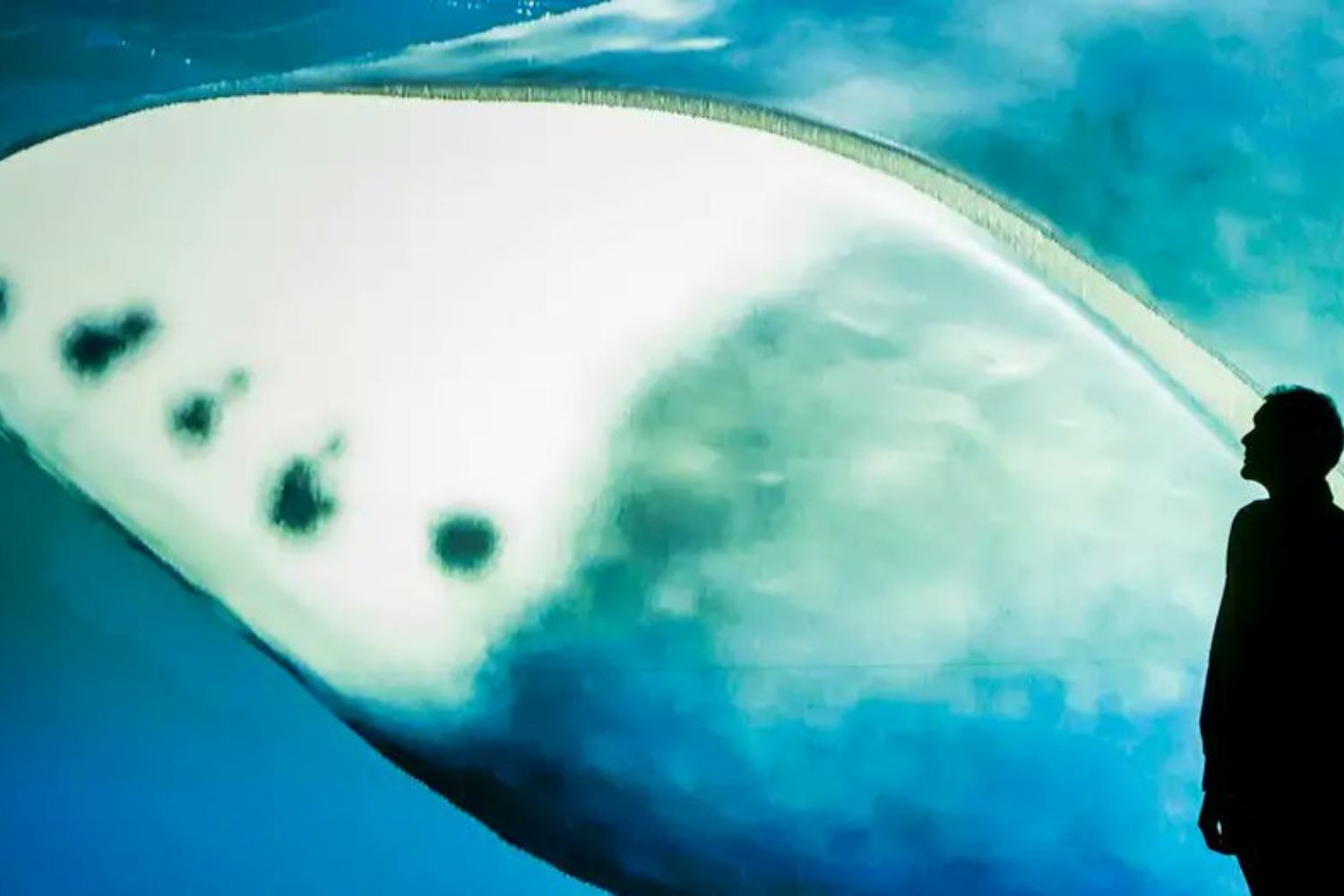 Animal que vive mais de 200 anos revela pista sobre envelhecimento