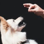 Seu pet pode herdar seus bens? A resposta da lei brasileira pode surpreender