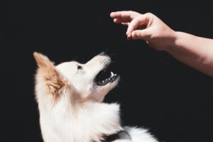 Seu pet pode herdar seus bens? A resposta da lei brasileira pode surpreender